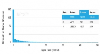 Analysis of a HuProt(TM) microarray containing more than 19,000 full-length human proteins using BCL-6 corepressor antibody (clone BCOR/2372). Z- and S- Score: The Z-score represents the strength of a signal that a monoclonal antibody (in combination with a fluorescently-tagged anti-IgG secondary antibody) produces when binding to a particular protein on the HuProt(TM) array. Z-scores are described in units of standard deviations (SD's) above the mean value of all signals generated on that array. If targets on HuProt(TM) are arranged in descending order of the Z-score, the S-score is the difference (also in units of SD's) between the Z-score. S-score therefore represents the relative target specificity of a mAb to its intended target. A mAb is considered to specific to its intended target, if the mAb has an S-score of at least 2.5. For example, if a mAb binds to protein X with a Z-score of 43 and to protein Y with a Z-score of 14, then the S-score for the binding of that mAb to protein X is equal to 29.
