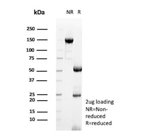 SDS-PAGE analysis of purified, BSA-free MRSA antibody (clone 332/423) as confirmation of integrity and purity.