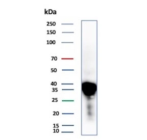 Western blot testing of human liver tissue lysate with APOE antibody (clone APOE/3673). Predicted molecular weight: 34-37 kDa.