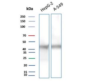 Western blot testing of human 1) HepG2 and 2) A549 cell lysate with Gamma Enolase antibody (clone ENO2/9046). Predicted molecular weight ~47 kDa.