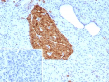 IHC staining of FFPE human pancreas tissue with Gamma Enolase antibody (clone ENO2/9047). Inset: PBS used in place of primary Ab (secondary Ab negative control).