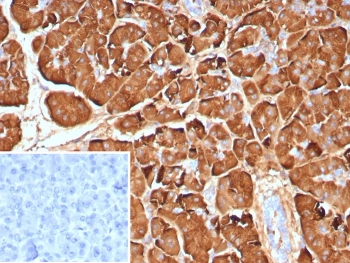IHC staining of FFPE human pancreas tissue with Pancreatic lipase antibody (clone PNLIP/9040). Inset: PBS used in place of primary Ab (secondary Ab negative control). HIER: boil tissue sections in pH 9 10mM Tris with 1mM EDTA for 20 min and allow to cool before testing.
