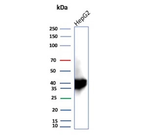 Western blot testing of human HepG2 cell lysate using AKR1C1 antibody (clone AKR1C1/9319). Predicted molecular weight ~37 kDa.