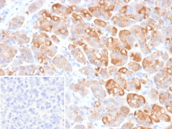 IHC staining of FFPE human pancreas tissue with CLPS antibody (clone CLPS/9902). Inset: PBS used in place of primary Ab (secondary Ab negative control). HIER: boil tissue sections in pH 9 10mM Tris with 1mM EDTA for 20 min and allow to cool before testing.