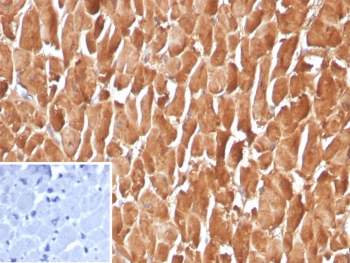 IHC staining of FFPE human heart tissue with PSAP antibody (clone FABP3/3770). Inset: PBS used in place of primary Ab (secondary Ab negative control). HIER: boil tissue sections in pH 9 10mM Tris with 1mM EDTA for 20 min and allow to cool before testing.