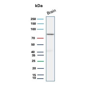 Western blot testing of human brain tissue lysate with FOXO1 antibody (clone FOXO1/9792). Predicted molecular weight ~70 kDa.