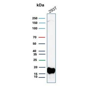 Western blot testing of human 293T cell lysate with BIRC5 antibody (clone BIRC5/9071). Predicted molecular weight ~16 kDa.