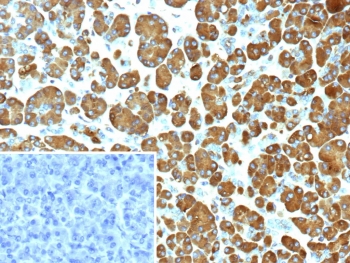 IHC staining of FFPE human pancreas tissue with Pancreatic triacylglycerol lipase antibody (clone PNLIP/9038). Inset: PBS used in place of primary Ab (secondary Ab negative control). HIER: boil tissue sections in pH 9 10mM Tris with 1mM EDTA for 20 min and allow to cool before testing.