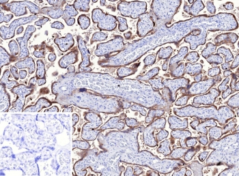 IHC staining of FFPE human placental tissue with TFPI2 antibody (clone TFPI2/13025). Inset: PBS used in place of primary Ab (secondary Ab negative control). HIER: boil tissue sections in pH 9 10mM Tris with 1mM EDTA for 20 min and allow to cool before testing.