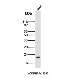 Western blot analysis of human HeLa cell lysate using CDKN2A/Cyclin-dependent kinase inhibitor 2A antibody (clone rCDKN2A/13303).