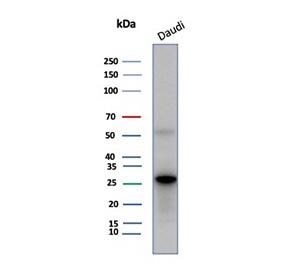 Western blot analysis of human Daudi cell lysate using CD200R1/CD200 receptor 1 antibody (clone CD200R1/6493) shows a major band at approximately 25-30 kDa. Predicted molecular weight: 19-39 kDa but may be observed at higher molecular weights due to glycosylation.