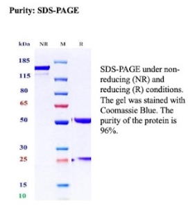 SDS-PAGE Analysis of purified recombinant Basement membrane laminin antibody (clone LAMC1/13970R).  Confirmation of Purity and Integrity of Antibody.