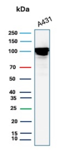Western blot analysis of A431 cell lysate using MCM4 Recombinant Rabbit Monoclonal Antibody (MCM4/13209R).