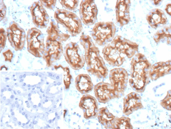 IHC staining of FFPE human kidney tissue with MME/CD10 antibody (clone MME/12957R). Membranous and luminal staining is observed in renal proximal tubular epithelial cells, consistent with known CD10 expression, while surrounding interstitial cells show minimal staining. Inset: PBS used instead of primary antibody as a negative control. Heat-induced epitope retrieval was performed by boiling sections in pH 9 10 mM Tris with 1 mM EDTA for 45 min at 95oC followed by cooling at RT for 20 min.