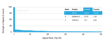 Analysis of Protein Array containing more than 19,000 full-length human proteins using ASGP-2/MUC4 antibody (clone MUC4/2863). Z- and S- Score: The Z-score represents the strength of a signal that a monoclonal antibody (MAb) (in combination with a fluorescently-tagged anti-IgG secondary antibody) produces when binding to a particular protein on the HuProtTM array. Z-scores are described in units of standard deviations (SD's) above the mean value of all signals generated on that array. If targets on HuProtTM are arranged in descending order of the Z-score, the S-score is the difference (also in units of SD's) between the Z-score. S-score therefore represents the relative target specificity of a MAb to its intended target. A MAb is considered to specific to its intended target, if the MAb has an S-score of at least 2.5. For example, if a MAb binds to protein X with a Z-score of 43 and to protein Y with a Z-score of 14, then the S-score for the binding of that MAb to protein X is equal to 29.
