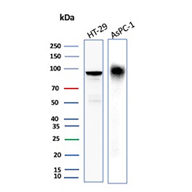 Western blot analysis of CEACAM6 antibody (clone CEACAM6/13371R). Whole cell lysates from human HT-29 and AsPC-1 cells were resolved by SDS-PAGE and probed with CEACAM6 antibody (clone CEACAM6/13371R), demonstrating a prominent immunoreactive band at approximately 90-100 kDa consistent with the predicted molecular weight of glycosylated CEACAM6. The observed band pattern aligns with known expression of CEACAM6 in colorectal and pancreatic carcinoma cell lines.