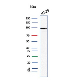 Western blot testing of CD66c / CEACAM6 antibody in human HT-29 clel lysate. A distinct band is observed at approximately 90-100 kDa in human HT-29 cell lysate, consistent with the predicted molecular weight of CEACAM6 and its known glycosylated form. Clone CEACAM6/13372R detects CD66c protein under reducing conditions, demonstrating specific recognition of CEACAM6 in human colorectal adenocarcinoma cells.