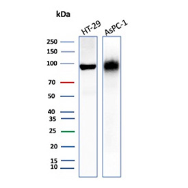 Western blot testing of Nonspecific Cross-Reacting Antigen 90 / CEACAM6 antibody. Human HT-29 and AsPC-1 whole cell lysates show a prominent band at approximately 90-100 kDa, consistent with the predicted molecular weight of CEACAM6 and its heavily glycosylated mature form. Clone CEACAM6/10079R detects CEACAM6 protein under reducing conditions, demonstrating specific recognition in human colorectal and pancreatic adenocarcinoma cell lines.