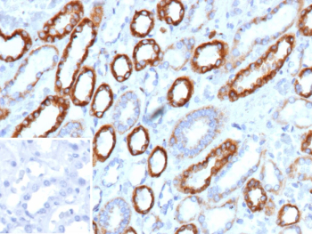 Immunohistochemistry analysis of CS1/SLAMF7 antibody in human kidney tissue. FFPE human kidney tissue shows distinct membranous and cytoplasmic staining in renal tubular epithelial cells using CS1/SLAMF7 antibody (clone SLAMF7/13123). The staining pattern highlights epithelial cell borders with strong apical and lateral membrane localization. Inset: PBS was used instead of primary antibody as a negative control. Heat induced epitope retrieval was performed in 10mM Tris with 1mM EDTA, pH 9.0, for 45 min at 95oC followed by cooling at RT for 20 minutes.
