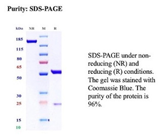 SDS-PAGE Analysis of Purified Nonsense-Mediated mRNA Decay Protein/UPF1 antibody (clone NY1.1.1B6). Confirmation of Purity and Integrity of Antibody.