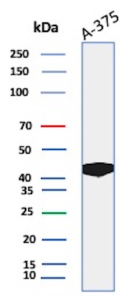 Western blot analysis of A-375 cell lysate using SPARC / Osteonectin Recombinant Mouse Monoclonal Antibody (r15G12).