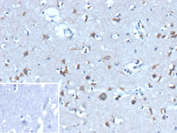 Immunohistochemistry analysis of UBB/Ubiquitin antibody in human brain tissue (clone rFPM1). FFPE human brain sections demonstrate scattered HRP-DAB brown staining within neuronal cell bodies and glial cells, with a predominantly cytoplasmic punctate pattern and minimal nuclear signal. The staining appears granular and localized within the cytoplasm of scattered neural cells against a lightly stained neuropil background, consistent with ubiquitinated protein aggregates and intracellular ubiquitin pools. Surrounding parenchyma shows low diffuse background staining. The inset image shows the PBS secondary-only negative control, confirming absence of specific staining in the control section. Heat induced epitope retrieval was performed by boiling tissue sections in 10mM Tris with 1mM EDTA, pH 9.0, for 45 minutes at 95C followed by cooling at room temperature prior to primary antibody incubation.