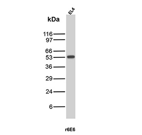 Western Blot analysis of human EL4 lysate using recombinant S phase cyclin/Cyclin A2 antibody (clone r6E6). Predicted molecular weight ~49 kDa.