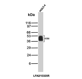 Western blot analysis of CD2 antibody (clone LFA2/13325R) in human MOLT-4 cell lysate. A strong band is observed at approximately 50-55 kDa, consistent with the predicted molecular weight of CD2. The band appears relatively thick and intense, which is expected due to the high endogenous expression of CD2 in T lymphoblastic cells such as MOLT-4, as well as potential heterogeneous glycosylation that can broaden migration on SDS-PAGE. Molecular weight markers are indicated in kDa on the left.