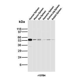 CD27 Antibody for WB. Western blot analysis of CD27 / TNFRSF7 expression across species using Cross-Species CD27 Western Blot Antibody clone r137B4. Lane 1: human spleen lysate, Lane 2: mouse spleen lysate, Lane 3: rat spleen lysate, Lane 4: hamster spleen lysate, Lane 5: guinea pig spleen lysate, Lane 6: rabbit spleen lysate. A band is detected at approximately 55-60 kDa, consistent with glycosylated CD27, noting a lower predicted molecular weight for the core protein. CD27 is a glycosylated receptor, and this higher apparent molecular weight reflects N-linked glycosylation commonly observed for TNFRSF7 in immune tissues. The consistent banding pattern across species supports recognition of conserved CD27 epitopes and cross-species reactivity of clone r137B4.