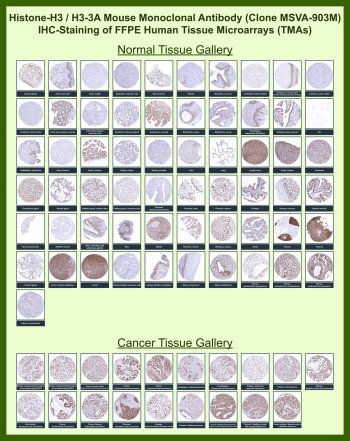 Ihc Microarray Phospho-Histone H3 (pSer10) IHC Ab - Clone MSVA-903M | V6135