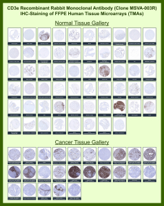 T-cell surface glycoprotein CD3 epsilon chain Rabbit Recombinant Monoclonal Antibody (MSVA-003R) tested on many normal and cancer tissues. The immunohistochemistry staining in these tissues aligns with the expression data in Human Protein Atlas. <br><br>Manual Protocol: Freshly cut sections should be used (less than 10 days between cutting and staining). Heat-induced antigen retrieval for 5 minutes in an autoclave at 121oC in pH 7.8 Target Retrieval Solution buffer. Apply the antibody at a dilution of 1:150 at 37oC for 60 minutes. Visualization of bound antibody by the EnVision Kit (Dako, Agilent) according to the manufacturer's directions.