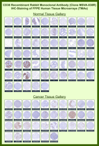 CD38 Antibody for IHC. Immunohistochemistry analysis of CD38 / plasma cell marker expression in FFPE human tissue microarrays (TMAs) using clone MSVA-038R. Strong membranous and cytoplasmic HRP-DAB brown staining highlights plasma cells within lymphoid tissues including tonsil, lymph node, and spleen, with clear identification of immune cell-rich regions. Across a wide range of normal tissues, staining is largely restricted to scattered immune cells with minimal background in epithelial and stromal compartments. In cancer tissue arrays, CD38-positive tumor-infiltrating immune cells are observed with variable density, while most tumor cells remain negative. Heat-induced epitope retrieval was performed in pH 9 Tris-EDTA buffer for 20 minutes followed by cooling prior to antibody incubation.
