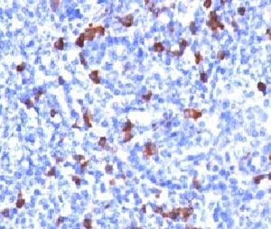 IHC testing of human tonsil and IgG antibody (clone GHC07-1). Required HIER: boil tissue sections in 10mM citrate buffer, pH 6, for 10-20 min followed by cooling at RT for 20 min.