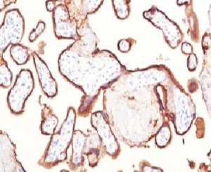 IHC testing of FFPE human placenta and Placental Alkaline Phosphatase antibody (clone KSUP-1).