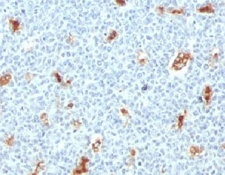 IHC testing of FFPE human tonsil with S100A9 antibody (clone PS1A9-1). Staining of formalin-fixed tissues requires boiling tissue sections in pH 9 10mM Tris with 1mM EDTA for 10-20 min followed by cooling at RT for 20 min.