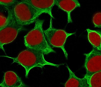 Immunofluorescent staining of permeabilized human MCF7 cells with Cytokeratin 19 antibody (clone CTKN19-1, green) and Reddot nuclear stain (red).