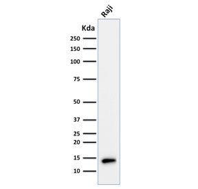 Western blot testing of human Raji cell lysate with TCL1 antibody. Predicted molecular weight ~14 kDa.