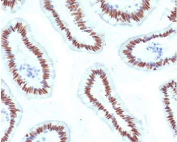 IHC staining of FFPE human small intestine with HNF1A antibody (clone HPTF1A-1). HIER: boil tissue sections in pH6, 10mM citrate buffer, for 10-20 min and allow to cool before testing.