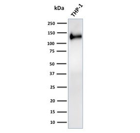 Western blot testing of human ThP-1 cell lysate with recombinant CD31 antibody. Expected molecular weight: 83-130 kDa depending on level of glycosylation.