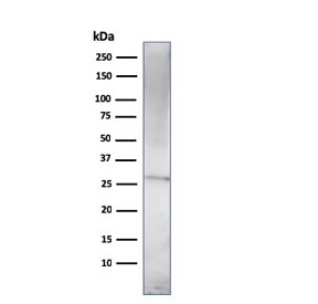 Western blot testing of human U937 cell lysate with Prolactin antibody (clone (PRL/2910). Predicted molecular weight: ~25 kDa.