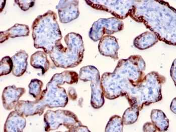 IHC staining of FFPE human placenta with PAPP-A antibody (clone PAPPA/2715). HIER: boil tissue sections in pH6, 10mM citrate buffer, for 10-20 min and allow to cool before testing.