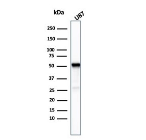 Western blot testing of human U-87 cel lysate with Beta Tubulin antibody (clone TUBB3/3732). Predicted molecular weight: ~50 kDa.