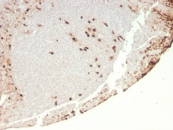 IHC staining of FFPE human tonsil with recombinant Granulocyte-Colony Stimulating Factor antibody (clone rCSF3/900). HIER: boil tissue sections in pH 9 10mM Tris with 1mM EDTA for 10-20 min and allow to cool before testing.