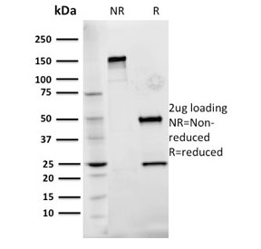 SDS-PAGE analysis of purified, BSA-free Fibronectin antibody (clone Fn-3) as confirmation of integrity and purity.