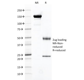 SDS-PAGE analysis of purified, BSA-free FOLH1 antibody as confirmation of integrity and purity.