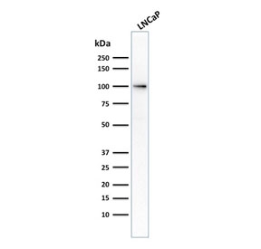 Western blot testing of human LNCaP cell lysate with FOLH1 antibody (clone FOLH1/2354). Predicted molecular weight ~100 kDa.