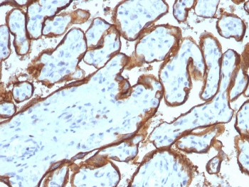 IHC testing of FFPE human placenta with EGFR antibody (clone SPM341). Required HIER: boiling tissue sections in pH 9 10mM Tris with 1mM EDTA for 10-20 min.