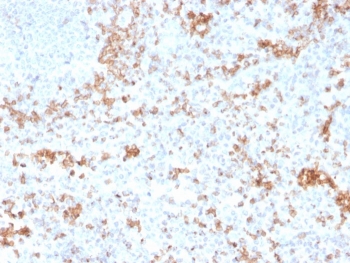 IHC staining of FFPE human spleen with Granzyme B antibody (clone GZMB/3055). HIER: boil tissue sections in pH 9 10mM Tris with 1mM EDTA for 10-20 min and allow to cool before testing.