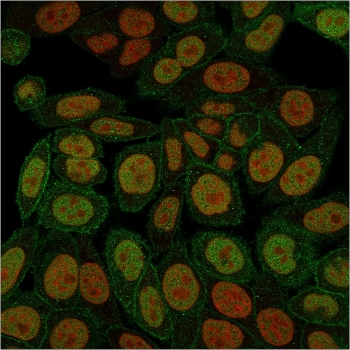 Immunofluorescent staining of PFA-fixed human HeLa cells with Annexin A1 antibody (green, clone ANXA1/3566) and Reddot nuclear stain (red).