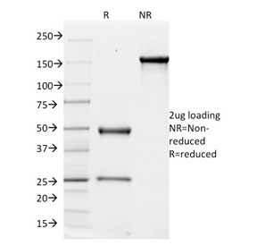 SDS-PAGE analysis of purified, BSA-free ITGAV antibody (clone ITGAV/1610) as confirmation of integrity and purity.
